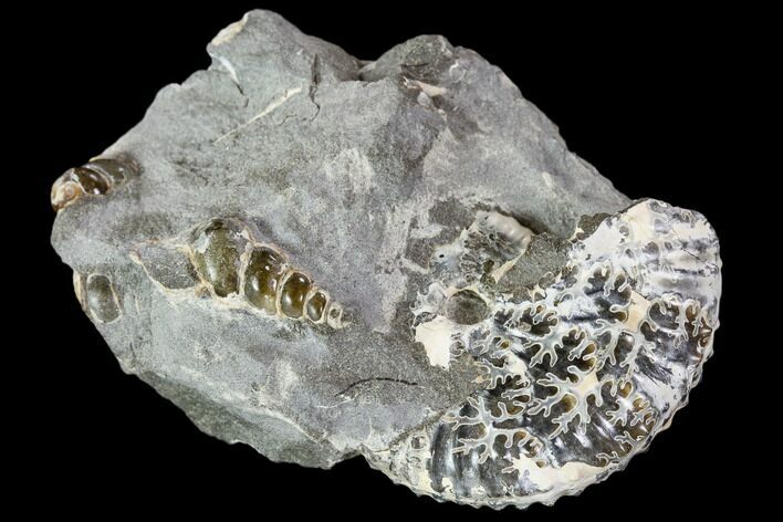 Discoscaphites Gulosus Ammonite With Gastropods - South Dakota #110582